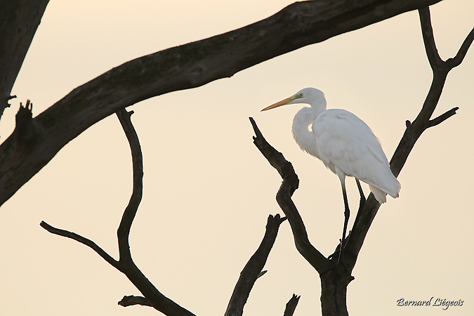 Grande Aigrette  - Bernard Liégeois
