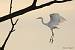 Grande Aigrette  - Bernard Liégeois