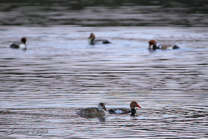 Nette rousse  - Bernard Liégeois