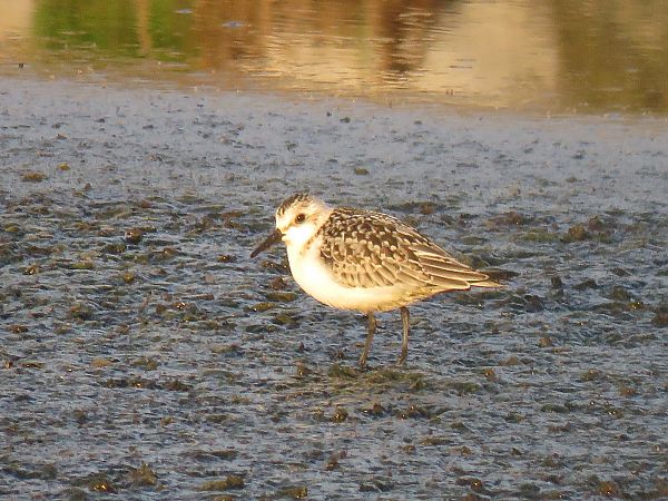Bécasseau sanderling  - Jean-Michel Richet
