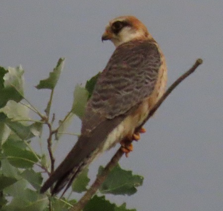 Red-footed Falcon  - Vanja Puškarić