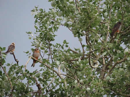 Red-footed Falcon  - Vanja Puškarić