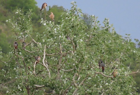 Red-footed Falcon  - Vanja Puškarić