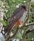 Red-footed Falcon  - Vanja Puškarić