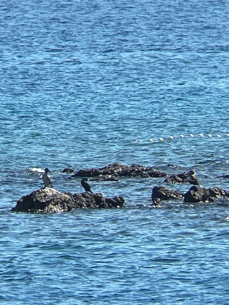 European Shag 