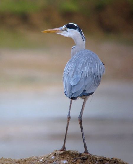 Héron cendré  - Pierre Crouzier