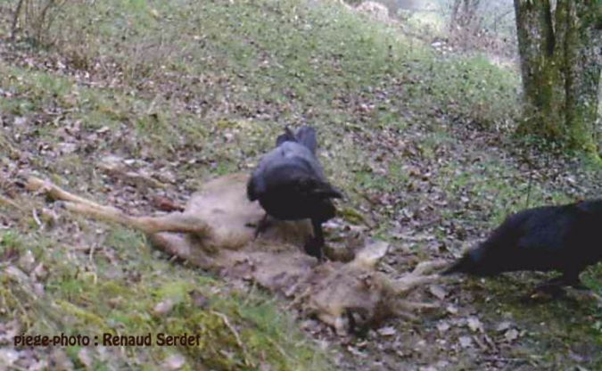 Grand Corbeau  - Fregat Christian