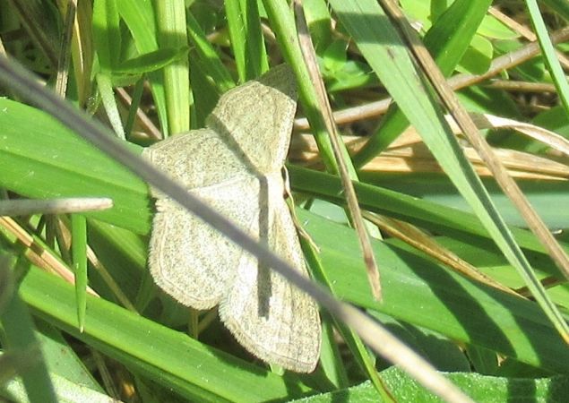 Scopula virgulata  - Jerome Blanc