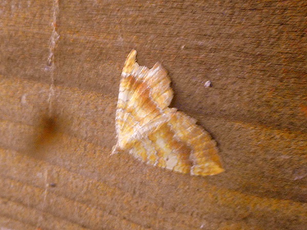 Camptogramma bilineata  - Thérèse Gimenez