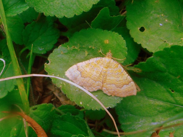 Brocatelle d'or  - Thérèse Gimenez