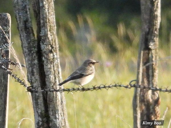 Traquet pie  - Karine Berger