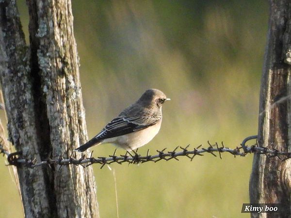Traquet pie  - Karine Berger