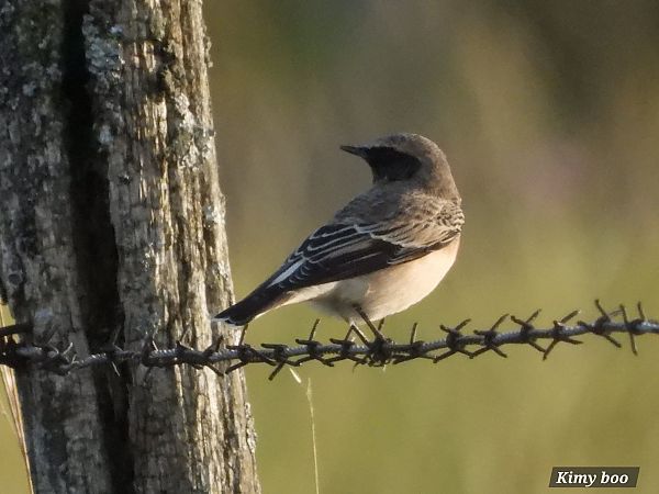 Traquet pie  - Karine Berger
