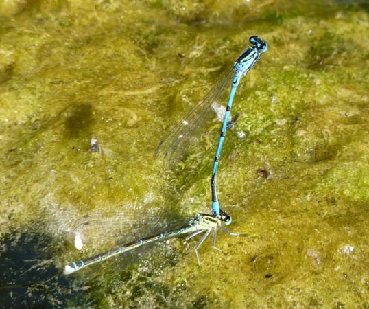 Agrion jouvencelle  - Jacques Thiriet