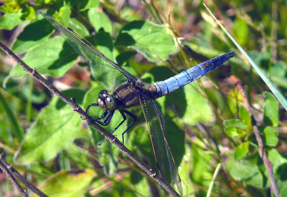 Black-tailed Skimmer  - Jacques Thiriet
