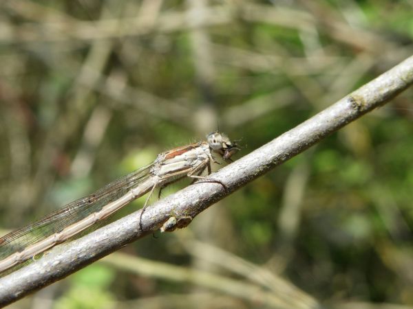 Common Winter Damsel 