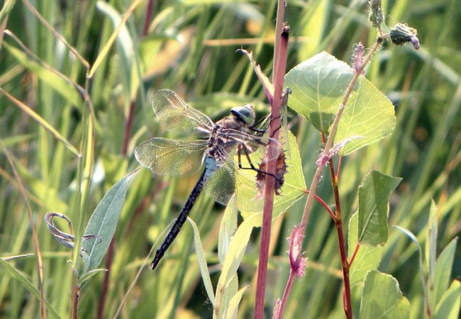 Anax napolitain 