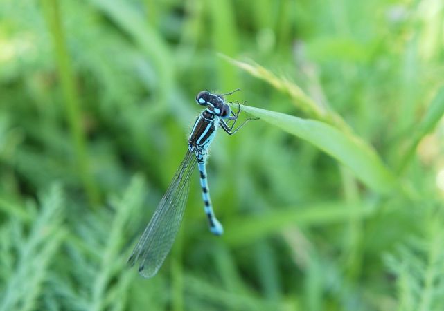 Agrion de Mercure 