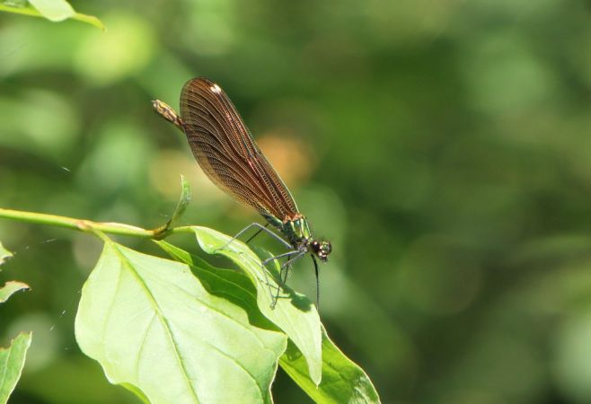 Beautiful Demoiselle 