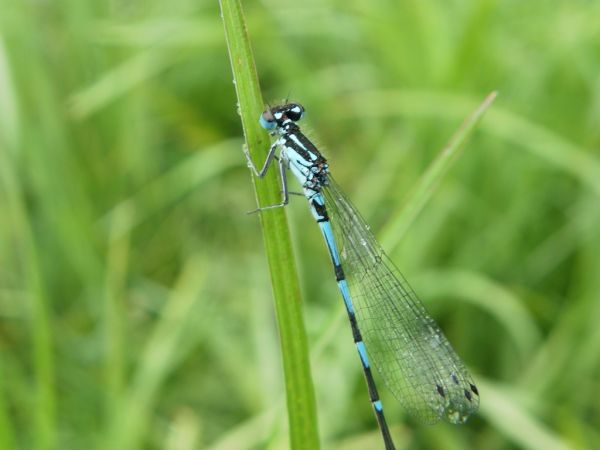 Variable Bluet 