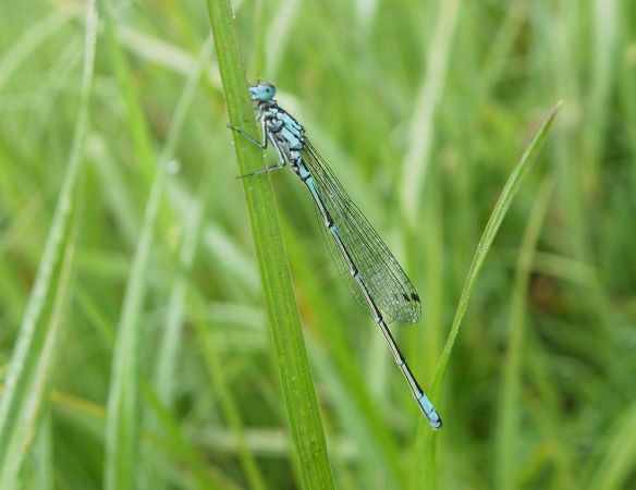 Agrion exclamatif 