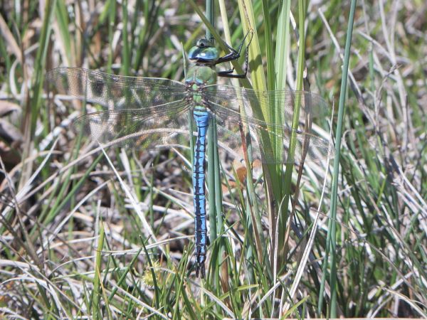 Anax empereur 