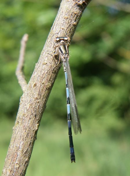 Agrion de Mercure 