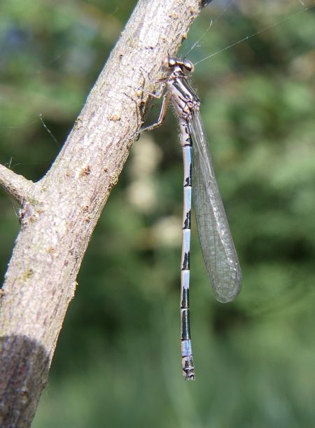 Agrion de Mercure 