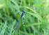 Agrion de Mercure 