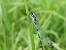 Agrion exclamatif 