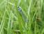 Agrion exclamatif 