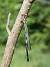 Agrion de Mercure 