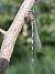 Agrion de Mercure 