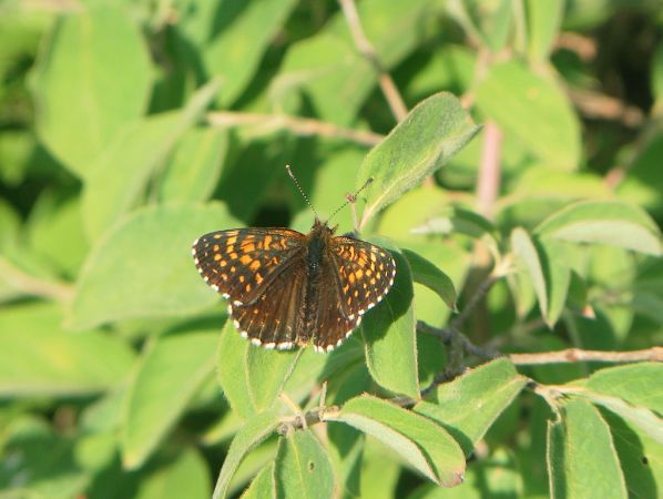 False Heath Fritillary 