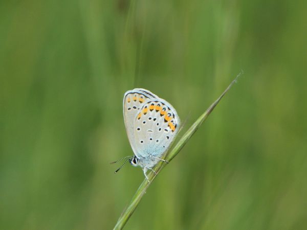 Azuré des coronilles 