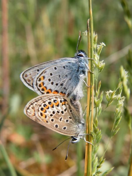Silver-studded Blue 