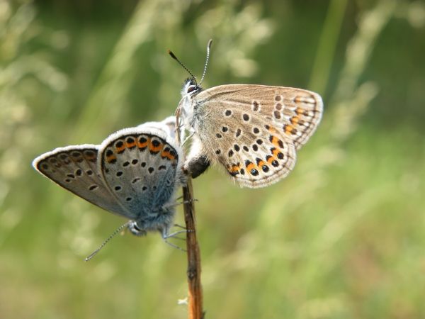 Silver-studded Blue 