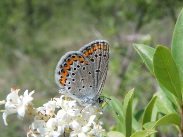 Azuré des coronilles 