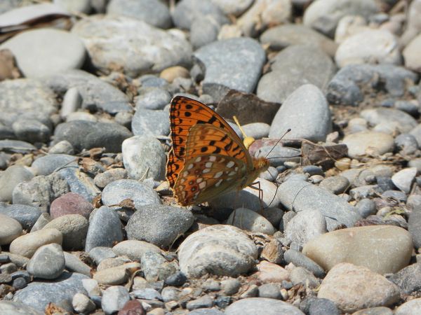High Brown Fritillary 