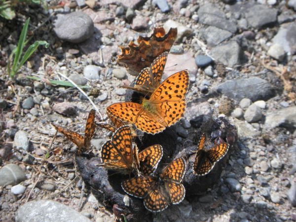 Heath Fritillary 