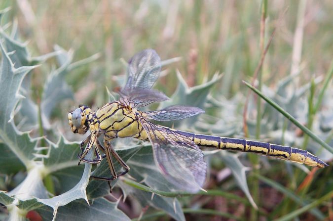 Western Clubtail 