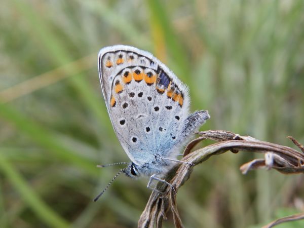Azuré des coronilles 