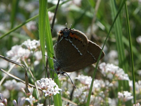 Thècle (Thécla) des nerpruns 