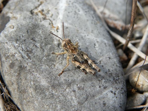 Caloptène italien 