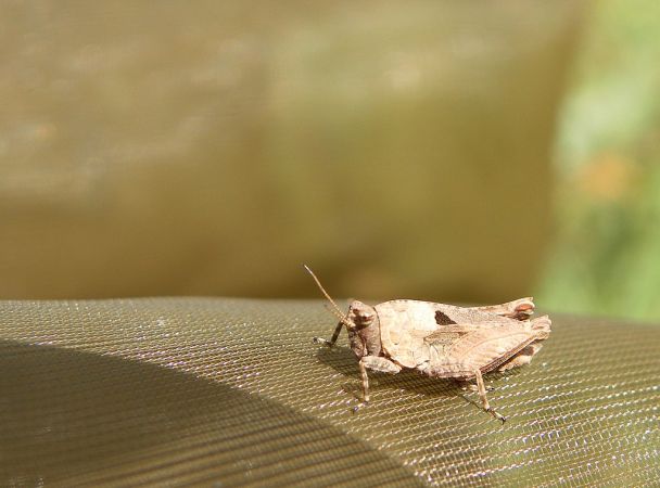 Tétrix longicorne 