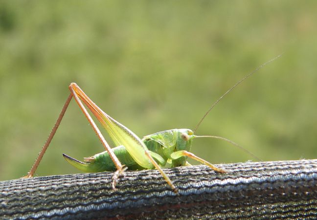 Decticelle bicolore 