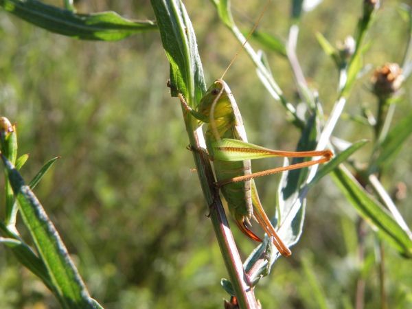 Decticelle bicolore 