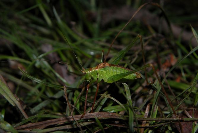 Leptophye ponctuée 