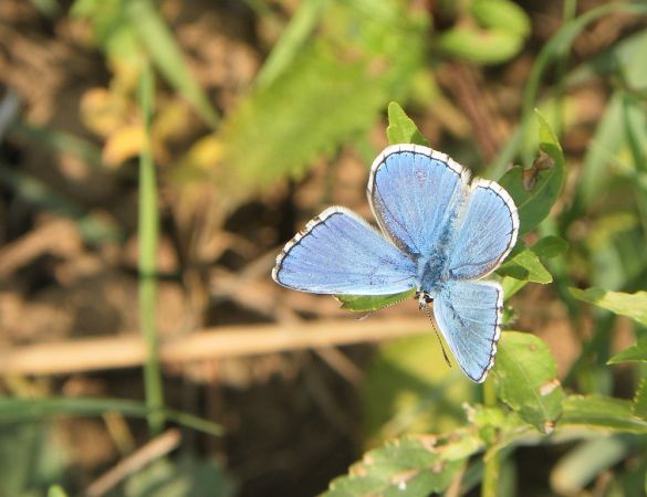 Azuré bleu céleste 