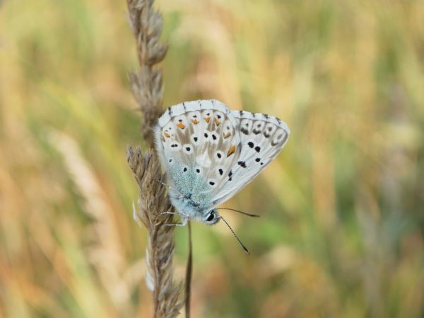Chalk Hill Blue 